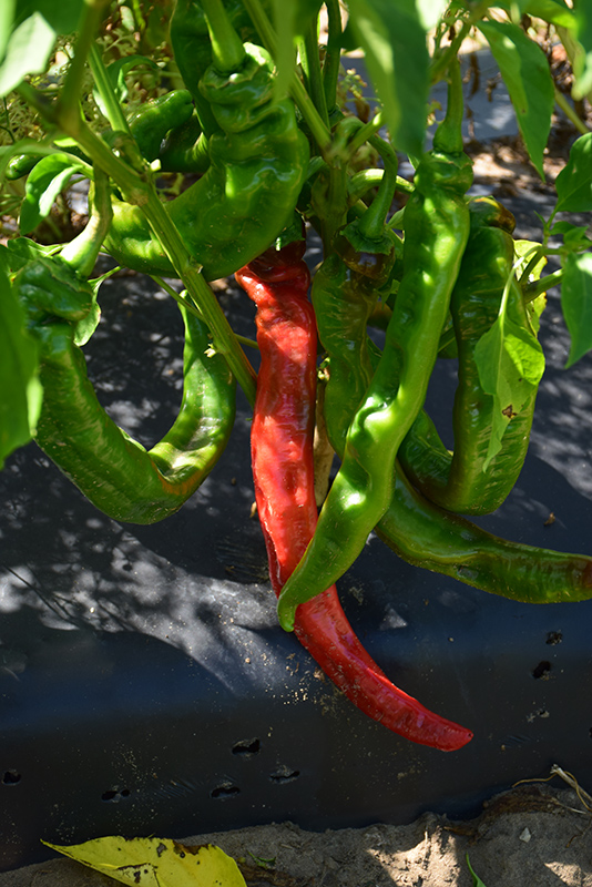 Long Thin Cayenne Pepper (Capsicum annuum 'Long Thin Cayenne') at Bast Brothers Garden Center