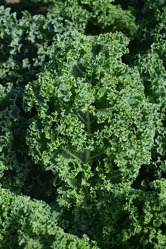 Kale (Brassica oleracea var. sabellica) at Bast Brothers Garden Center