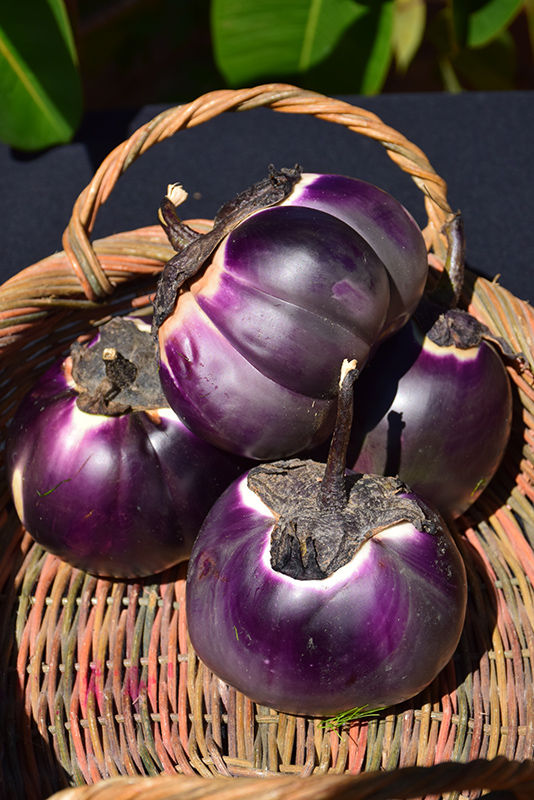 Barbarella Eggplant (Solanum melongena 'Barbarella') at Bast Brothers Garden Center