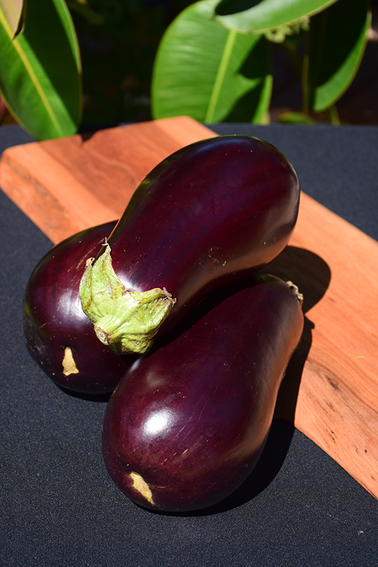 Eggplant (Solanum melongena) at Bast Brothers Garden Center