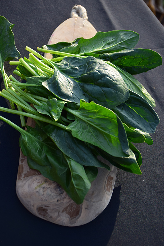 Spinach (Spinacia oleracea) at Bast Brothers Garden Center