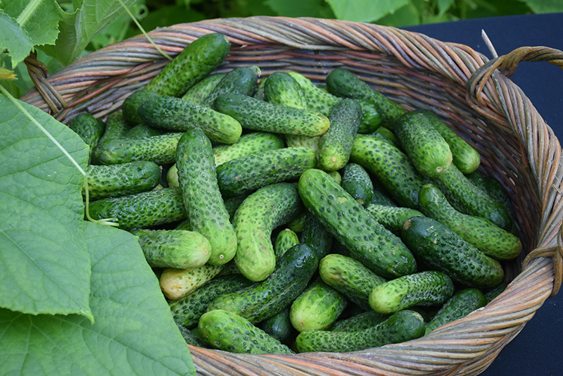 Kirby Cucumber (Cucumis sativus 'Kirby') in Mullica Hill Glassboro