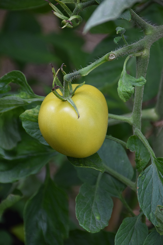 Old German Tomato (Solanum lycopersicum 'Old German') at Bast Brothers Garden Center