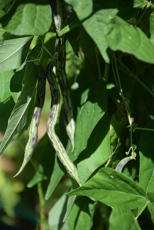 Dragon Tongue Bush Bean (Phaseolus vulgaris 'Dragon Tongue') in Mullica ...