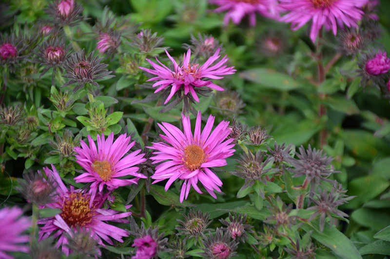 Pink Crush New England Aster (Symphyotrichum novae-angliae 'Pink Crush') at Bast Brothers Garden Center