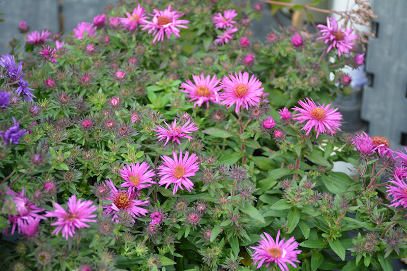 Pink Crush New England Aster (Symphyotrichum novae-angliae 'Pink Crush') at Bast Brothers Garden Center