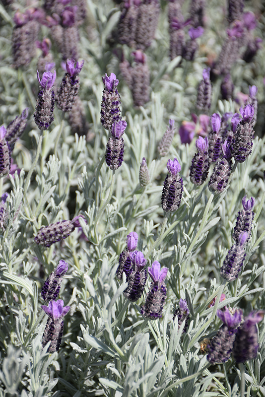 Silver Anouk Spanish Lavender (Lavandula stoechas 'Silver Anouk') at Bast Brothers Garden Center