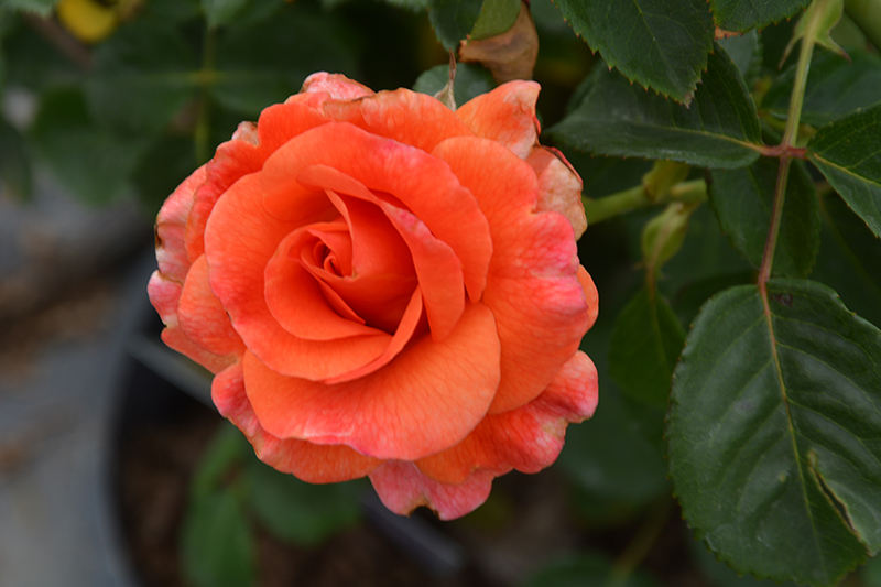 Easy Does It Rose (Rosa 'Easy Does It') at Bast Brothers Garden Center