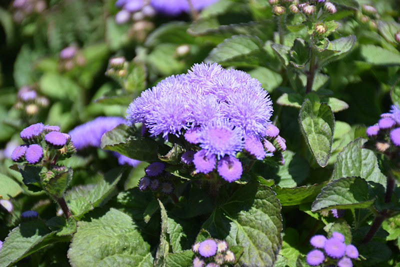 Aloha Blue Flossflower (Ageratum 'Aloha Blue') at Bast Brothers Garden Center