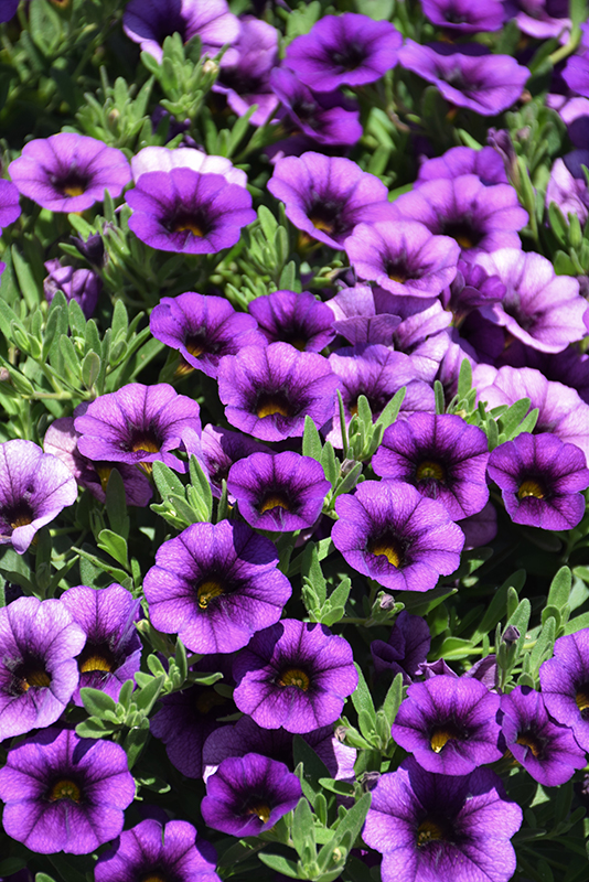 Callie Purple Calibrachoa (Calibrachoa 'Callie Purple') at Bast Brothers Garden Center