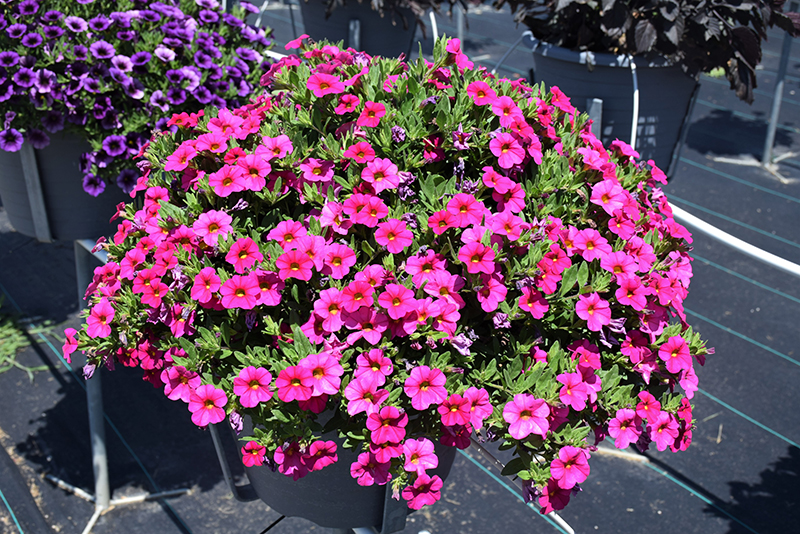 Callie Rose Calibrachoa (Calibrachoa 'Callie Rose') at Bast Brothers Garden Center