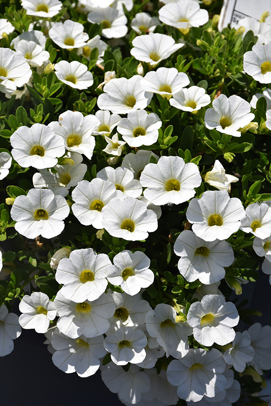 Callie White Calibrachoa (Calibrachoa 'Callie White') at Bast Brothers Garden Center