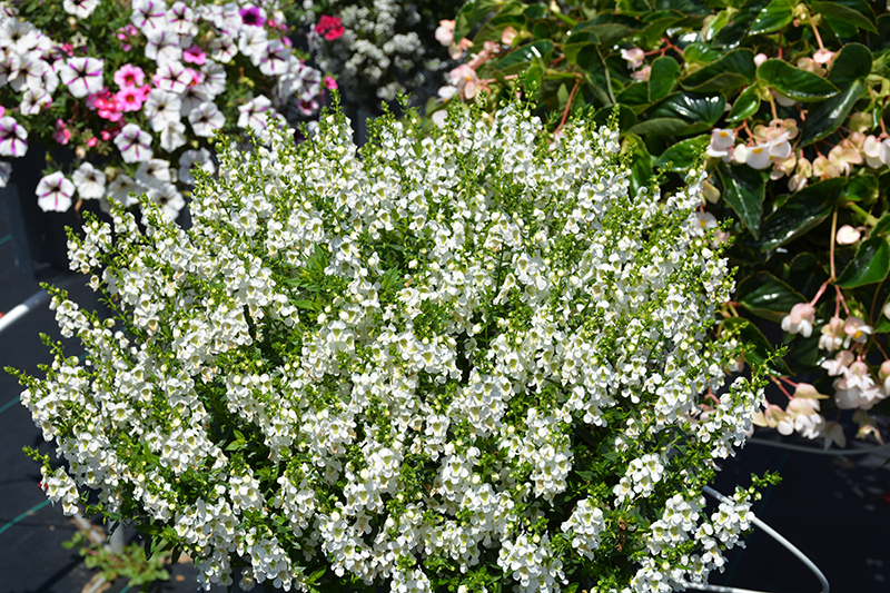 Serenita White Angelonia (Angelonia angustifolia 'PAS811168') at Bast Brothers Garden Center