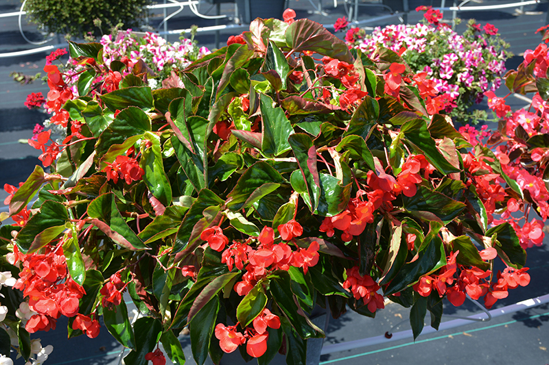 Dragon Wing Red Begonia (Begonia 'Dragon Wing Red') at Bast Brothers Garden Center