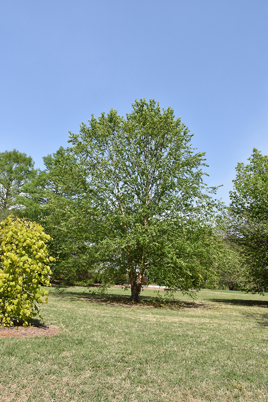 Dura Heat River Birch (Betula nigra 'Dura Heat') at Bast Brothers Garden Center