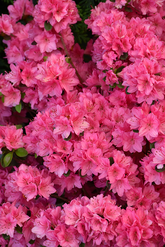 Tradition Azalea (Rhododendron 'Tradition') at Bast Brothers Garden Center