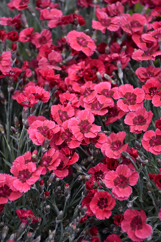 Eastern Star Pinks (Dianthus 'Red Dwarf') at Bast Brothers Garden Center