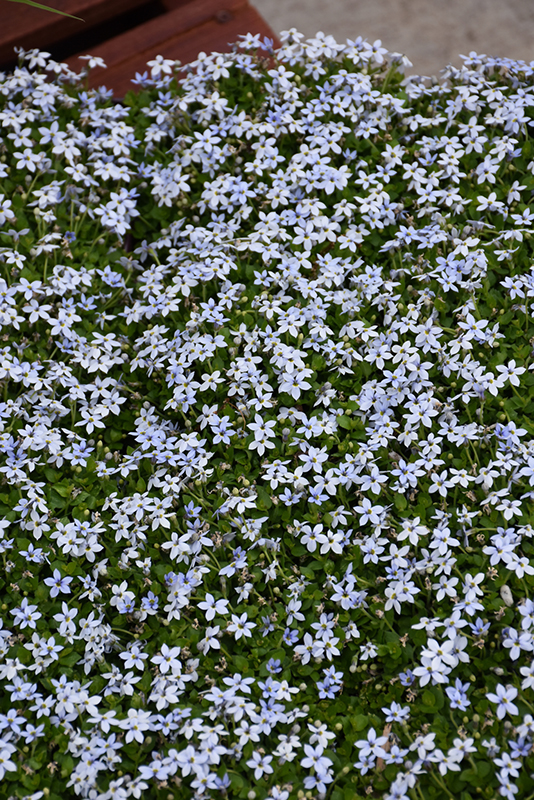 Blue Star Creeper (Isotoma fluviatilis) at Bast Brothers Garden Center