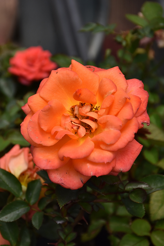 Amber Sunblaze Rose (Rosa 'Meiludoca') at Bast Brothers Garden Center