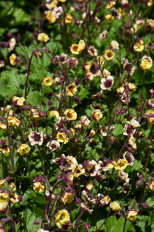 Tempo Yellow Avens (Geum 'Tempo Yellow') at Bast Brothers Garden Center