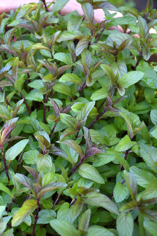 Chocolate Mint (Mentha x piperita 'Chocolate') at Bast Brothers Garden Center