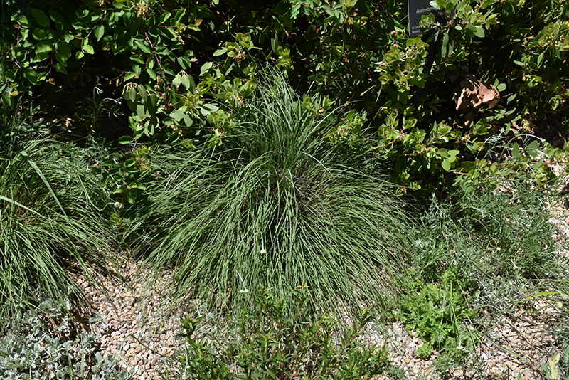 Undaunted Ruby Muhly Grass (Muhlenbergia reverchonii 'PUND01S') at Bast Brothers Garden Center