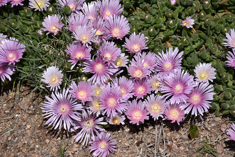 Lavender Ice Ice Plant (Delosperma 'Psfave') at Bast Brothers Garden Center