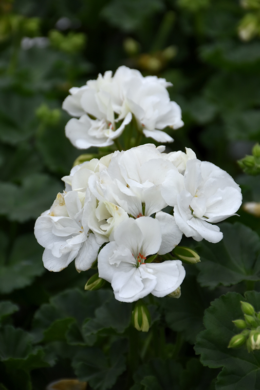 Fantasia White Geranium (Pelargonium 'Fantasia White') at Bast Brothers Garden Center