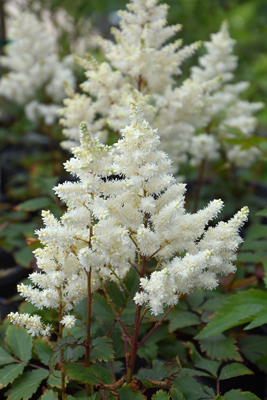 Younique White Astilbe (Astilbe 'Verswhite') at Bast Brothers Garden Center