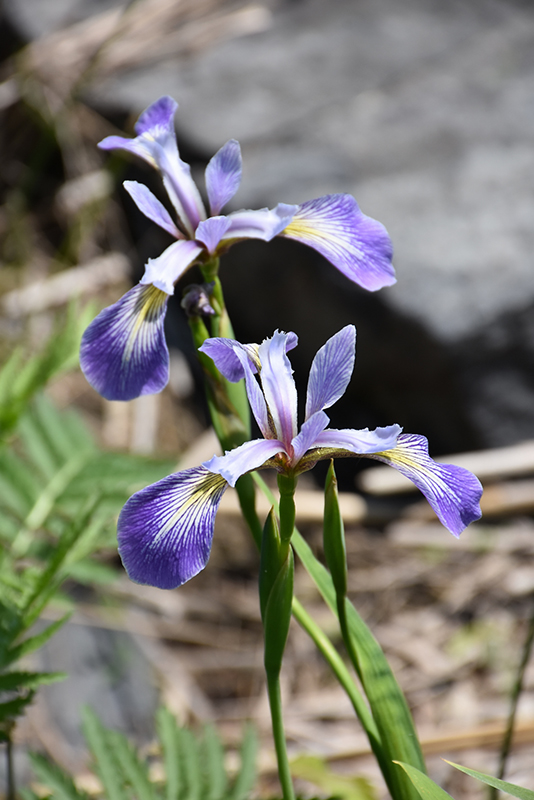 Blue Flag Iris (Iris versicolor) at Bast Brothers Garden Center