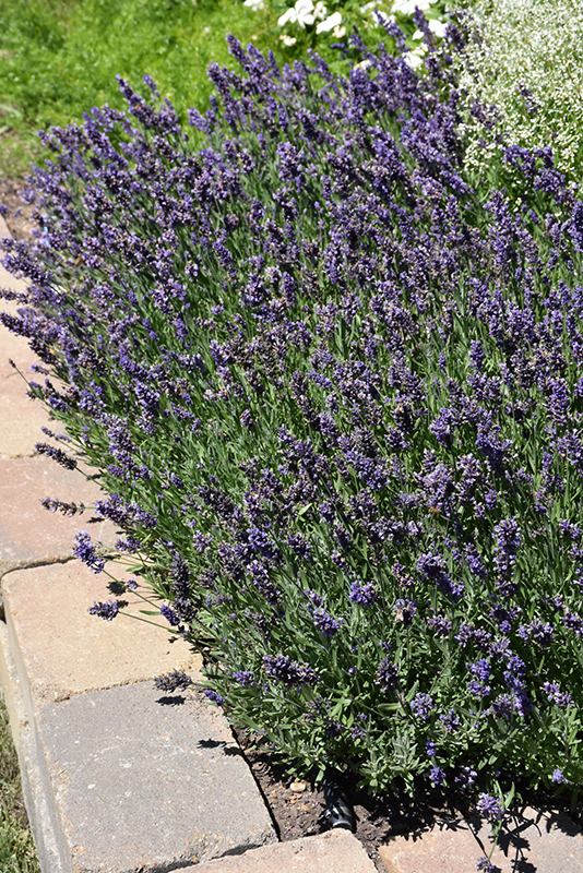 Ellagance Purple Lavender (Lavandula angustifolia 'Ellagance Purple') at Bast Brothers Garden Center