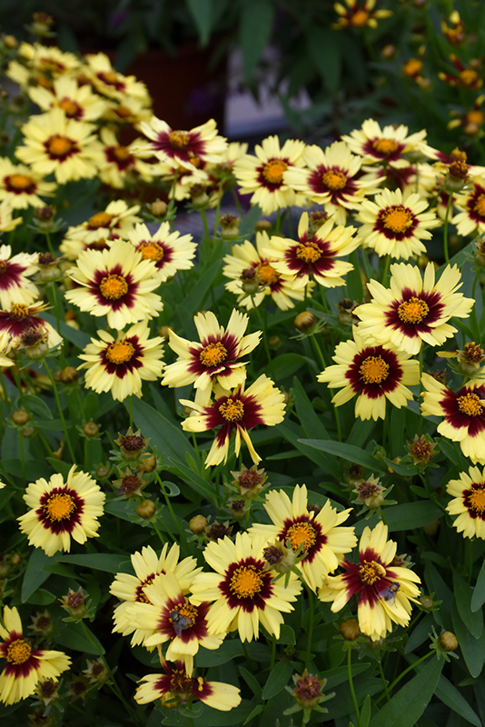 UpTick Yellow and Red Tickseed (Coreopsis 'Baluptowed') at Bast Brothers Garden Center