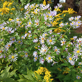 Plant Photo 7