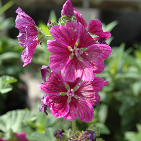 Plant Photo 8