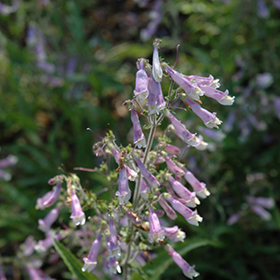 Plant Photo 4