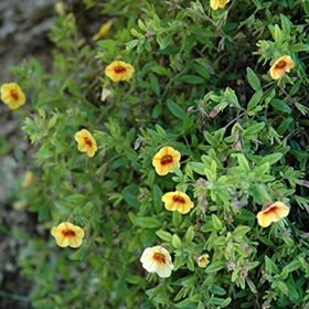Plant Photo 10