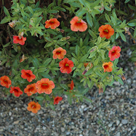 Plant Photo 5