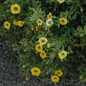 Plant Photo 4