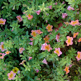 Plant Photo 3