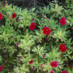 Plant Photo 2