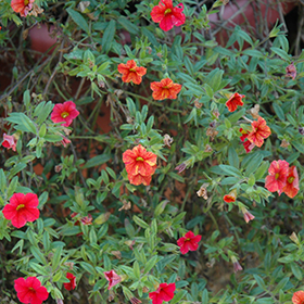 Plant Photo 1