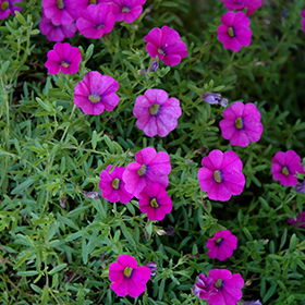 Plant Photo 4