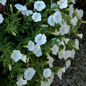 Plant Photo 8