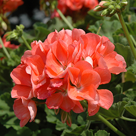 Plant Photo 10