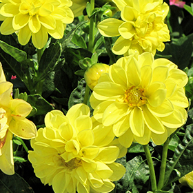 Plant Photo 8