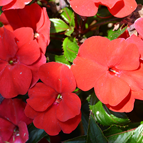 Plant Photo 7