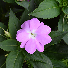 Plant Photo 1