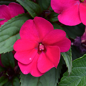 Plant Photo 4