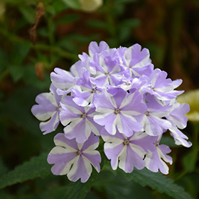 Plant Photo 3