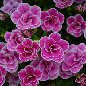 Plant Photo 9